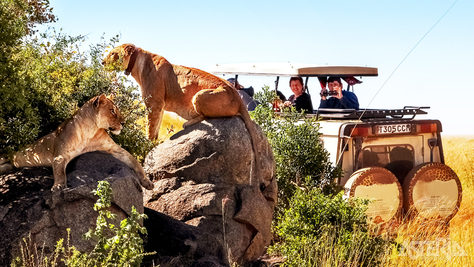 Het park vormt het habitat voor 1,5 miljoen wilde dieren waaronder olifanten, leeuwen, luipaarden, cheeta’s, zebra’s, wildebeesten, buffels en giraffen