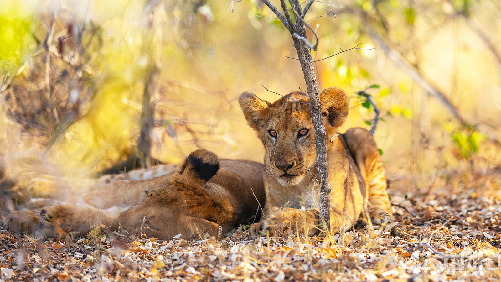 Het zuiden van Tanzania biedt een paar fascinerende wildgebieden zoals het sensationele Selous Game Reserve