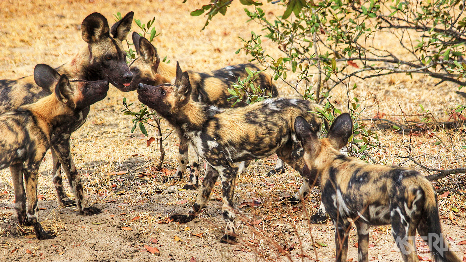 In dit grootste natuurpark van het continent zijn alle grote dieren vertegenwoordigd, maar ook het kleinere wild, zoals wilde honden komen hier in groten getale voor