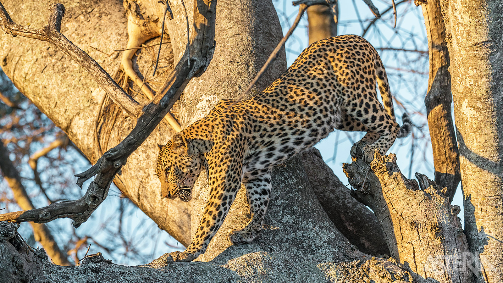 Ruaha is zonder twijfel één van de betere parken voor het spotten van grote roofdieren als leeuwen, luipaarden en hyena’s