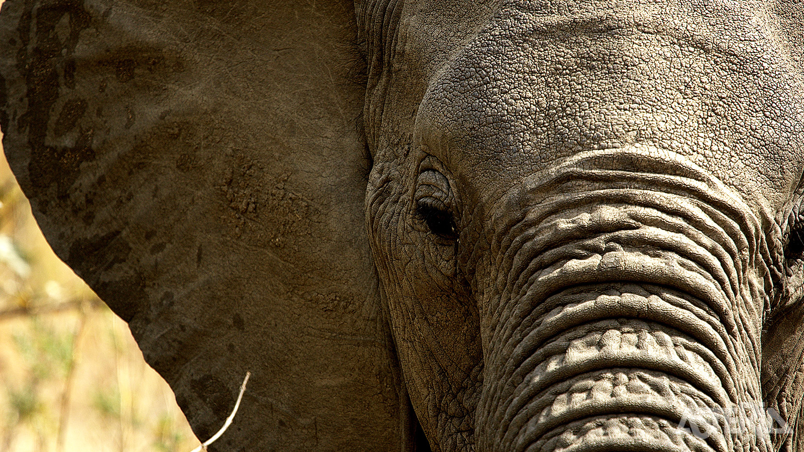 In het Ruaha National Park leven waarschijnlijk meer olifanten dan welk ander park in Oost-Afrika