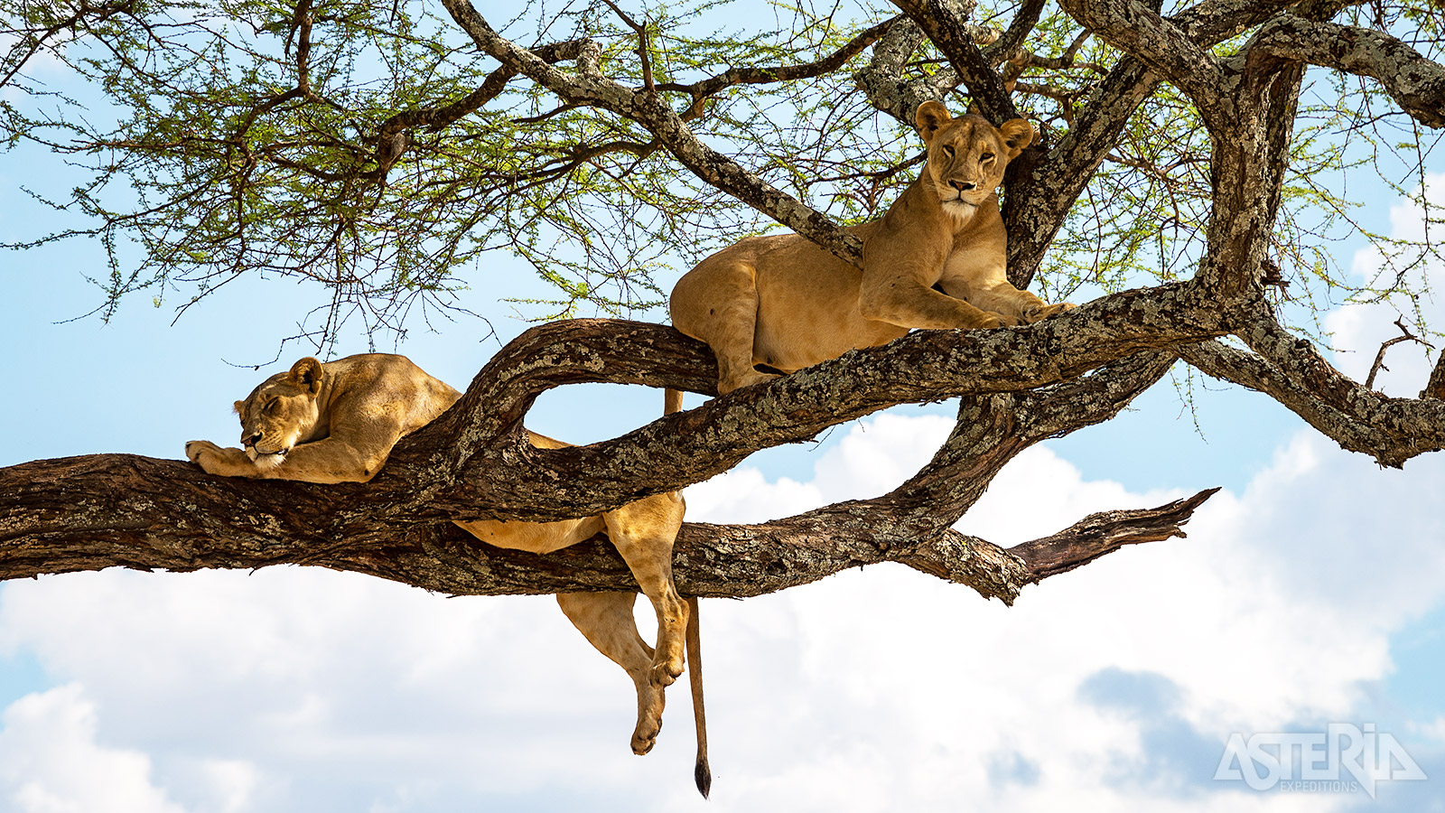 De grootste attractie van het Tarangire Nationaal Park zijn de boomklimmende leeuwen