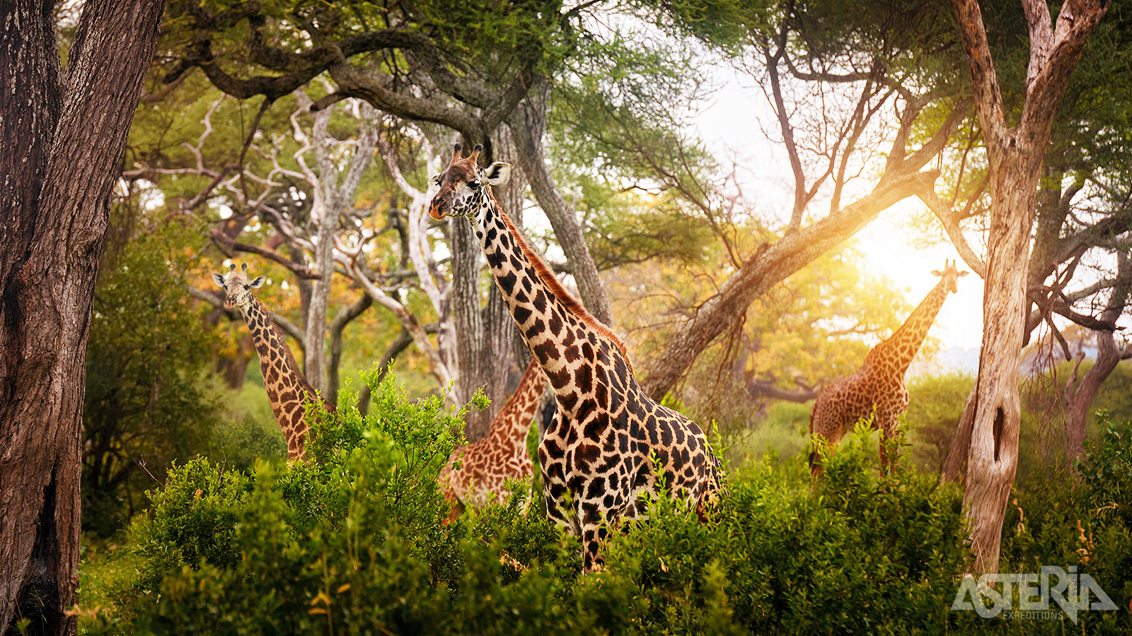 Het Tarangire Nationaal Park kenmerkt zich door afwisselend ruig en heuvelachtig terrein rond de slingerende gelijknamige rivier