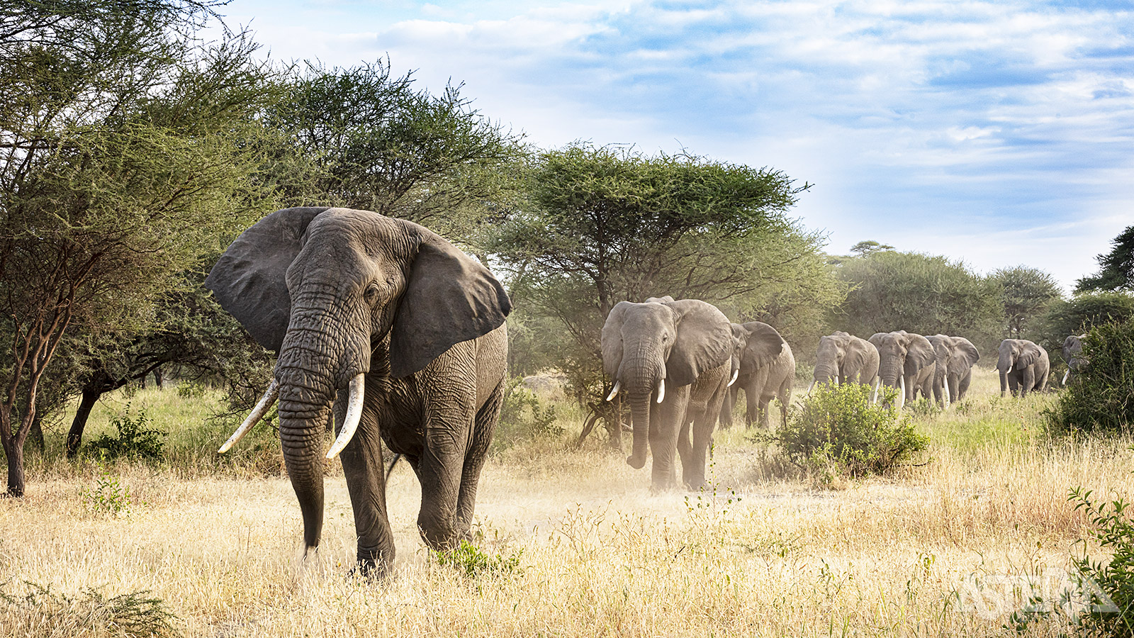 Tangerine Nationaal Park is het park met het meeste olifanten ter wereld, met kuddes van wel 250 dieren