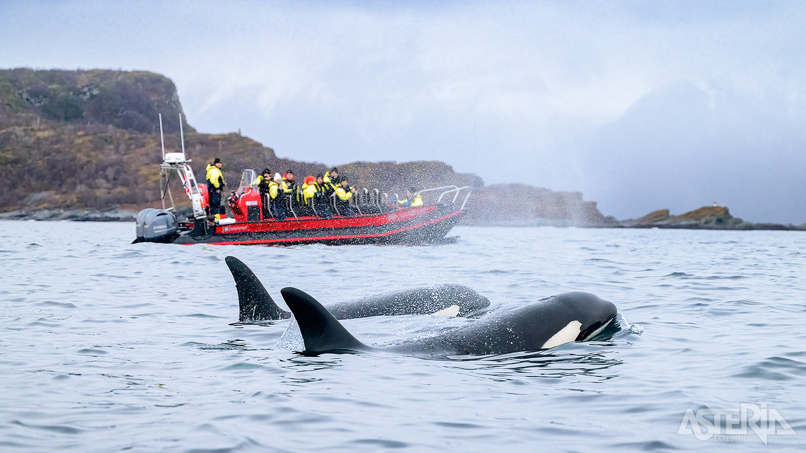 Vanuit de haven van Tromsø kan je per catamaran op (foto)jacht naar walvissen - Facultatief