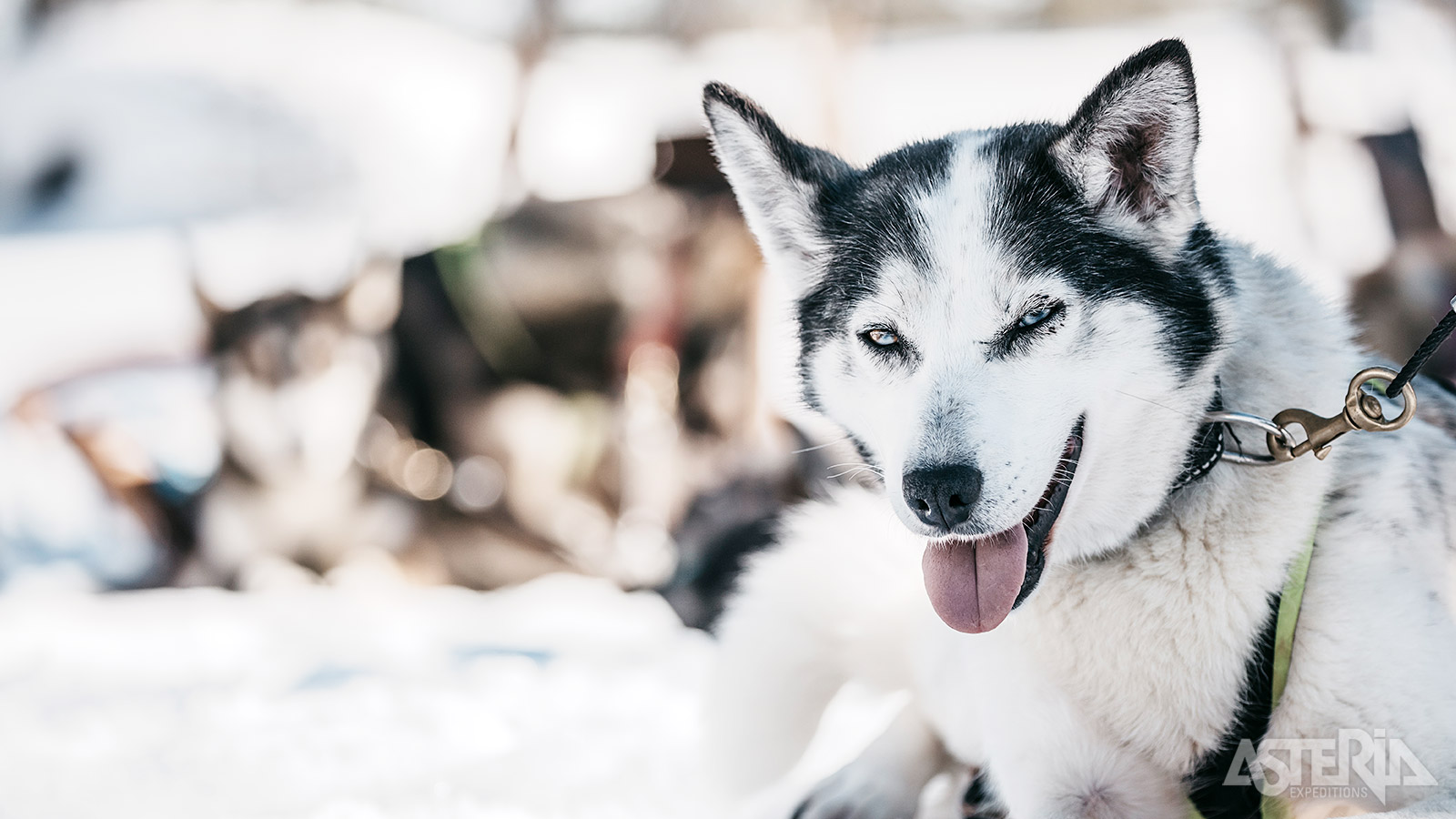 Tijdens een bezoek aan de huskyboerderij maak je kennis met deze trouwe viervoeters