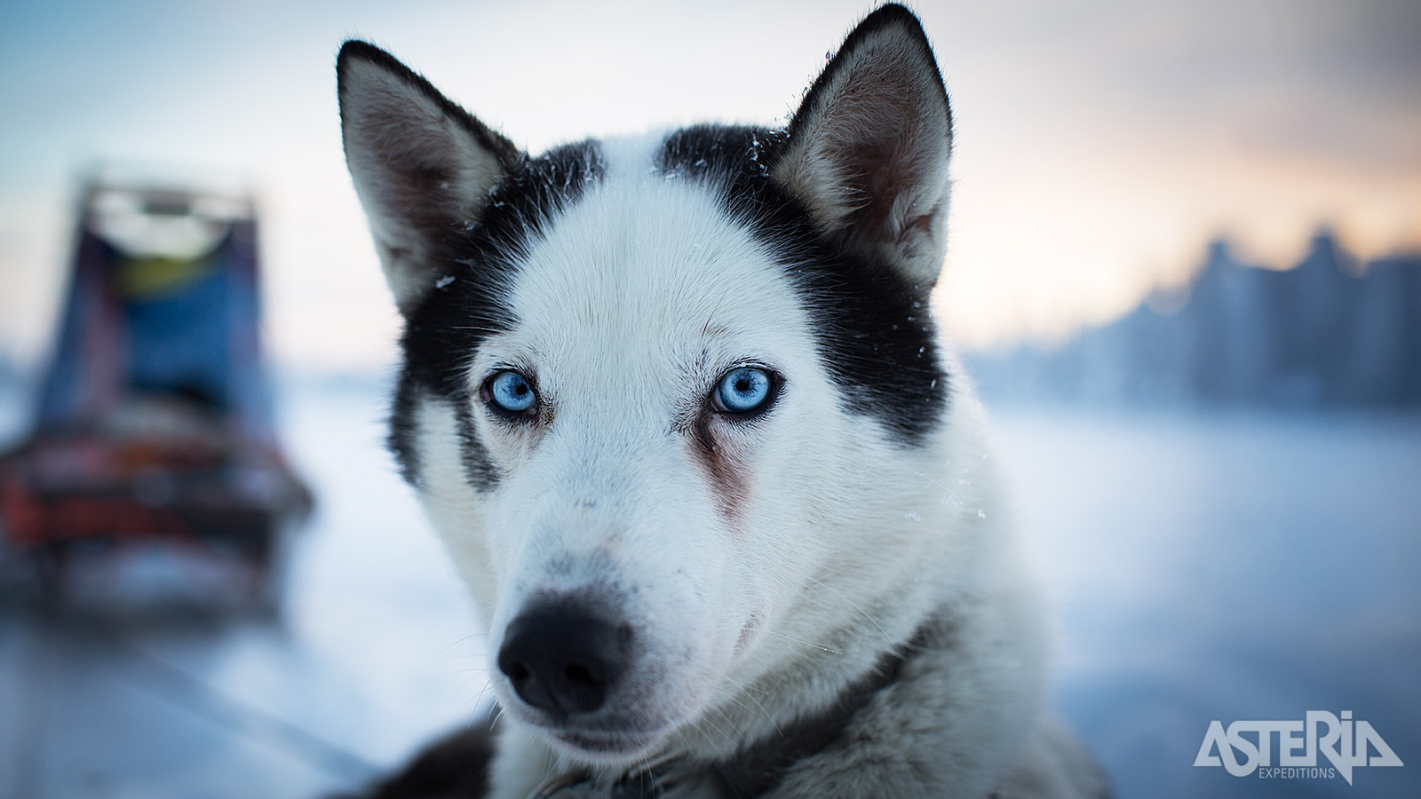 Vertrek op avontuur met je eigen huskyslede getrokken door 4-6 energieke honden