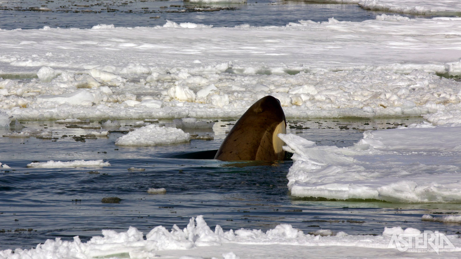 Een nieuwsgierige orka komt even piepen tussen het ijs