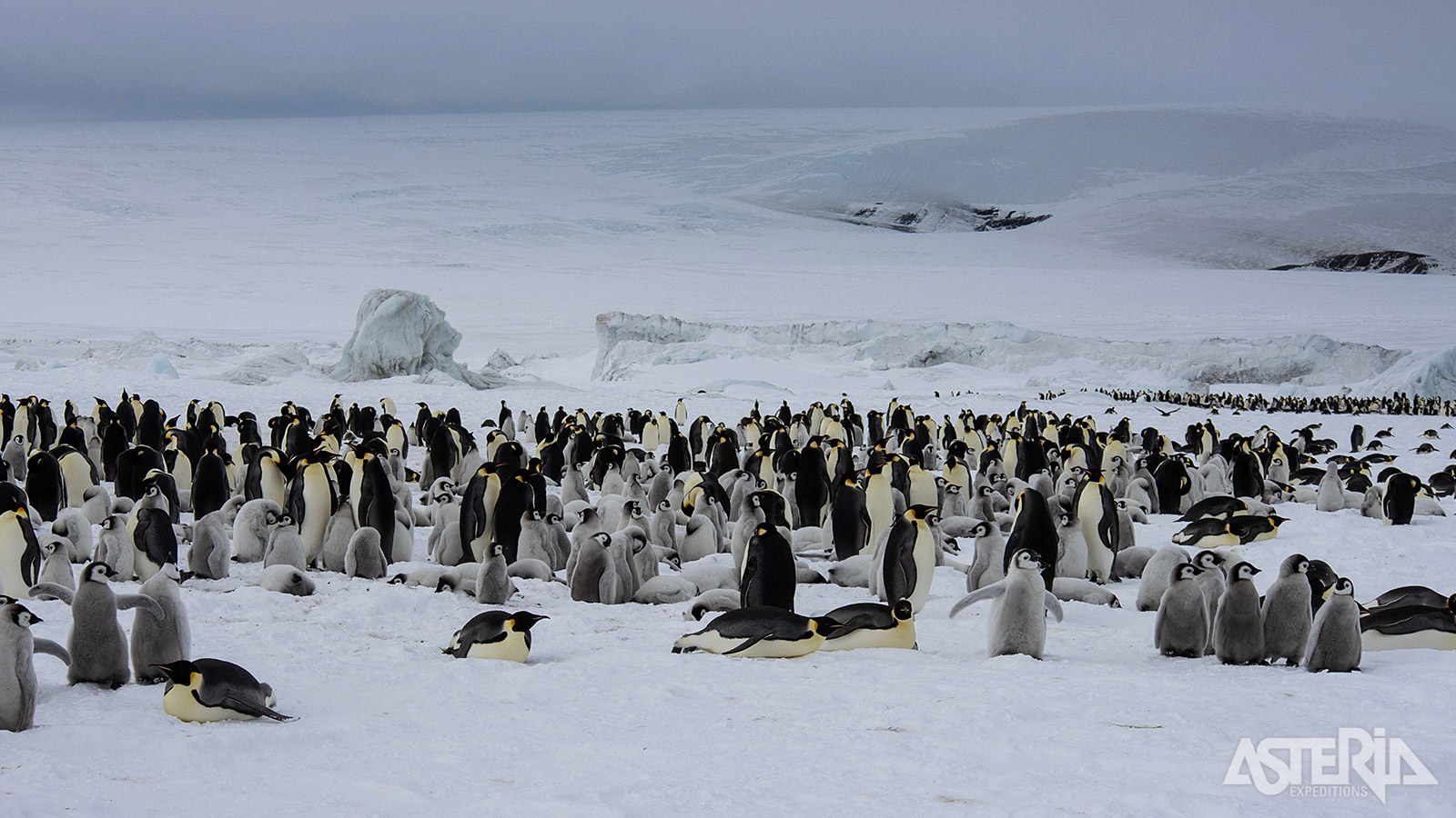 Snow Hill Island is vooral bekend vanwege zijn kolonie keizerspinguïns