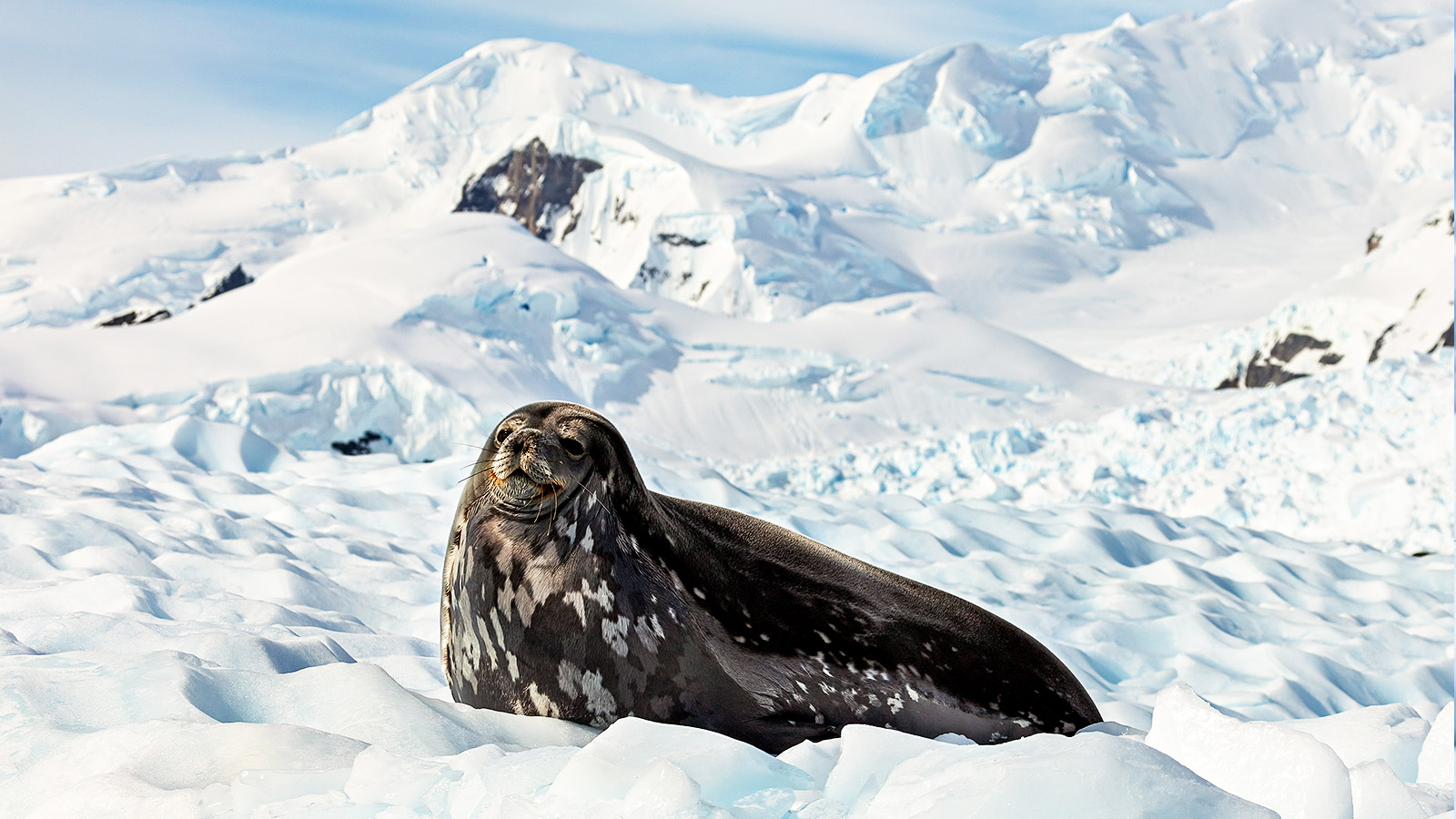 Op de Weddellzee is de kans groot dat je weddellzeehonden, krabbeneters en zeeluipaarden te zien krijgt
