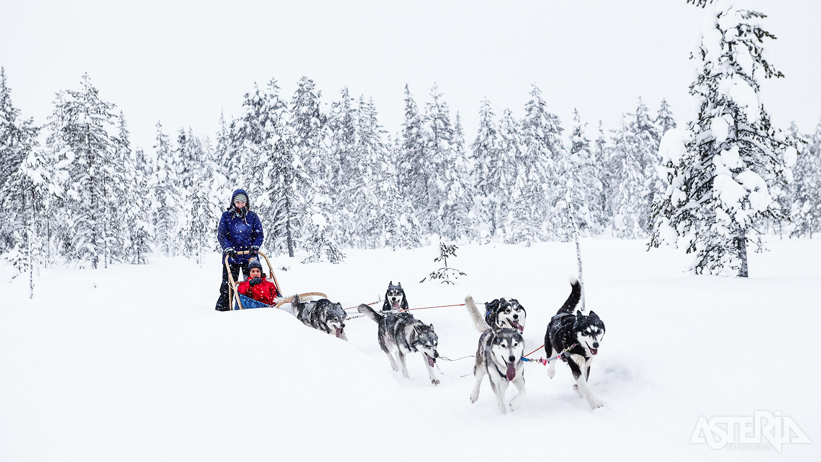 Tijdens de huskytocht rijd je met 2 personen op een slede die je afwisselend kan besturen