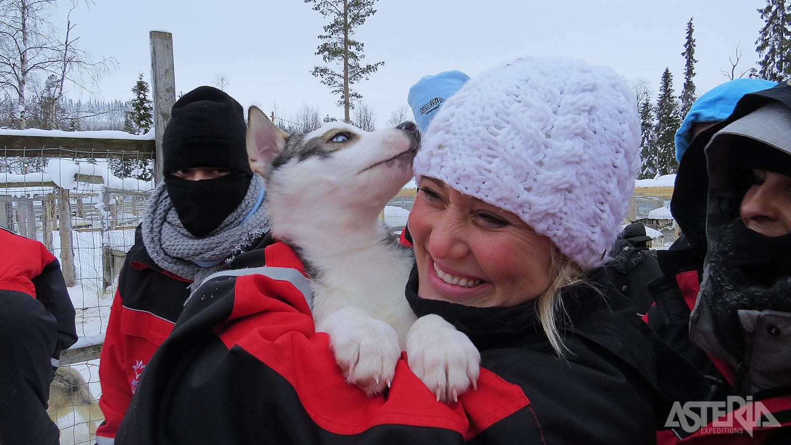 Op de huskyboerderij stelen de jonge honden gegarandeerd ieders hart