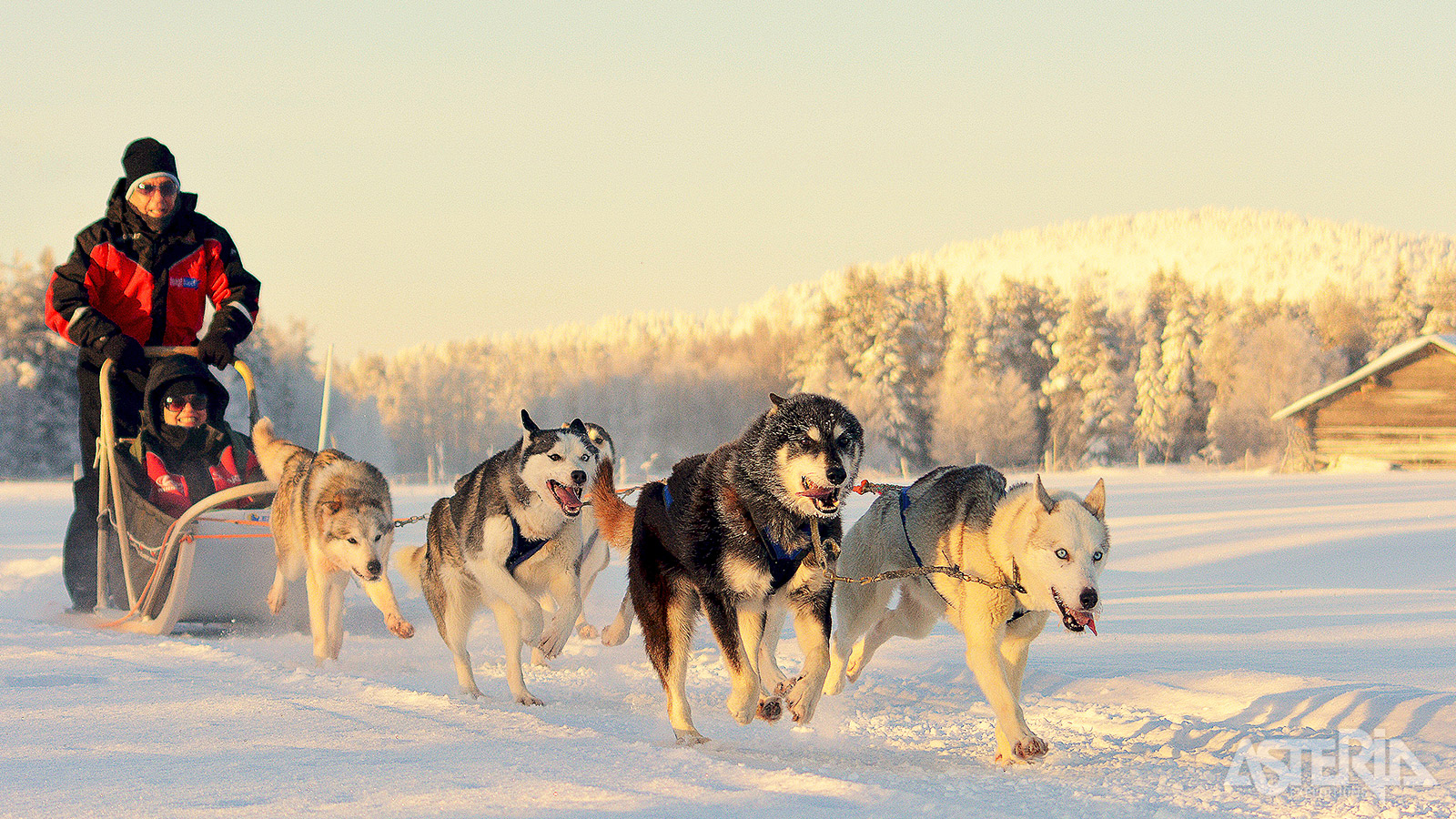 Je maakt een 10km lange safari met de huskyslede
