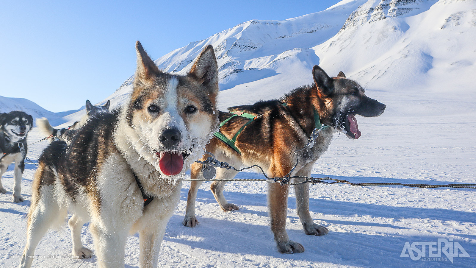 Een huskytocht op Svalbard is een van de meest iconische manieren om de Arctische wildernis te verkennen