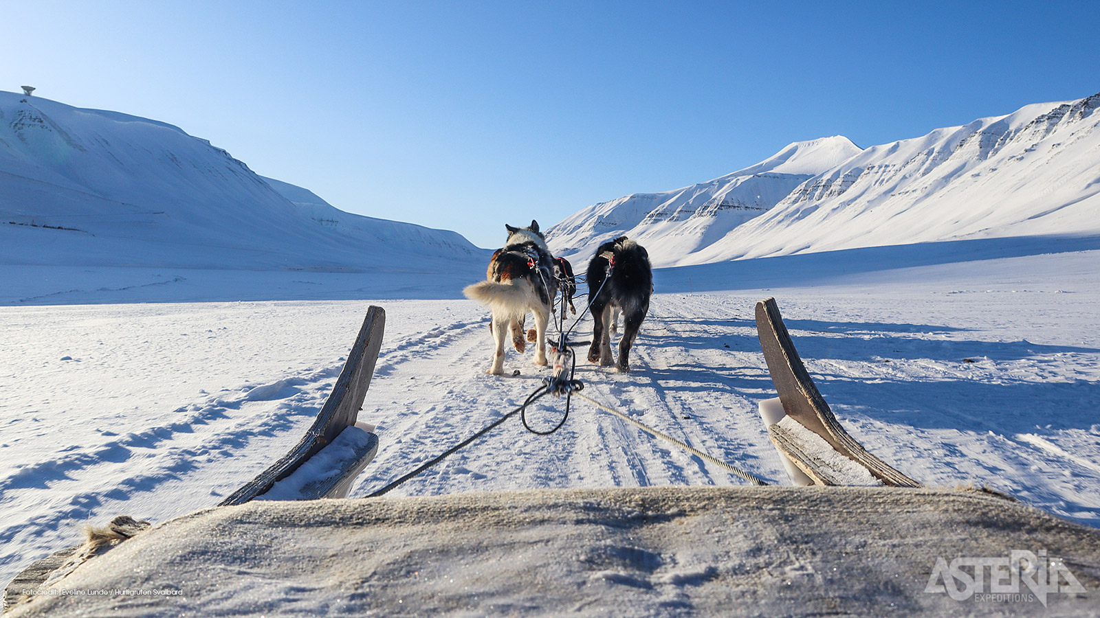 Je voelt letterlijk de kracht van de husky’s en de verbondenheid tussen mens en dier