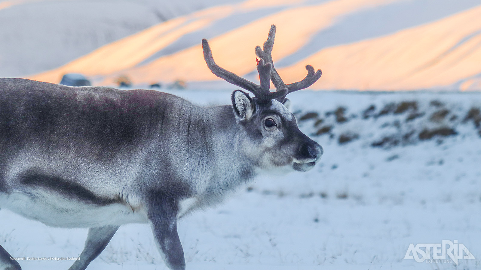 Op Svalbard leeft het Svalbardrendier, een ondersoort van het klassieke rendier dat perfect is aangepast aan het extreme klimaat