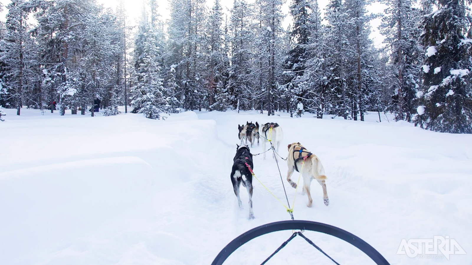 Trek de ongerepte natuur in met de huskyslede