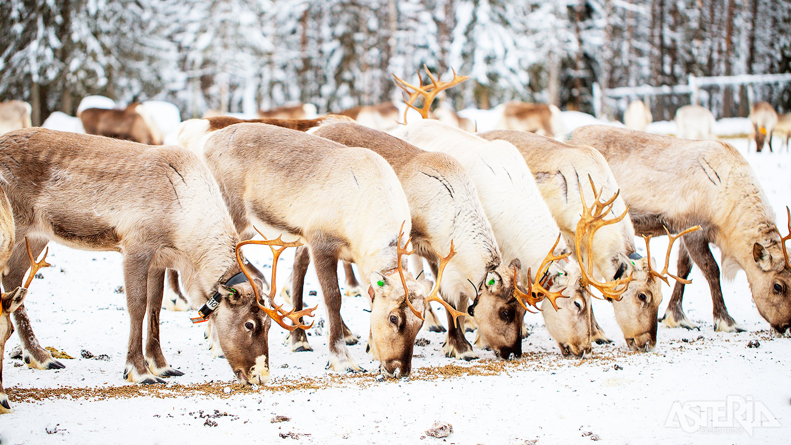Tijdens het bezoek aan een rendierboerderij krijg je een indruk van het leven als rendierherder