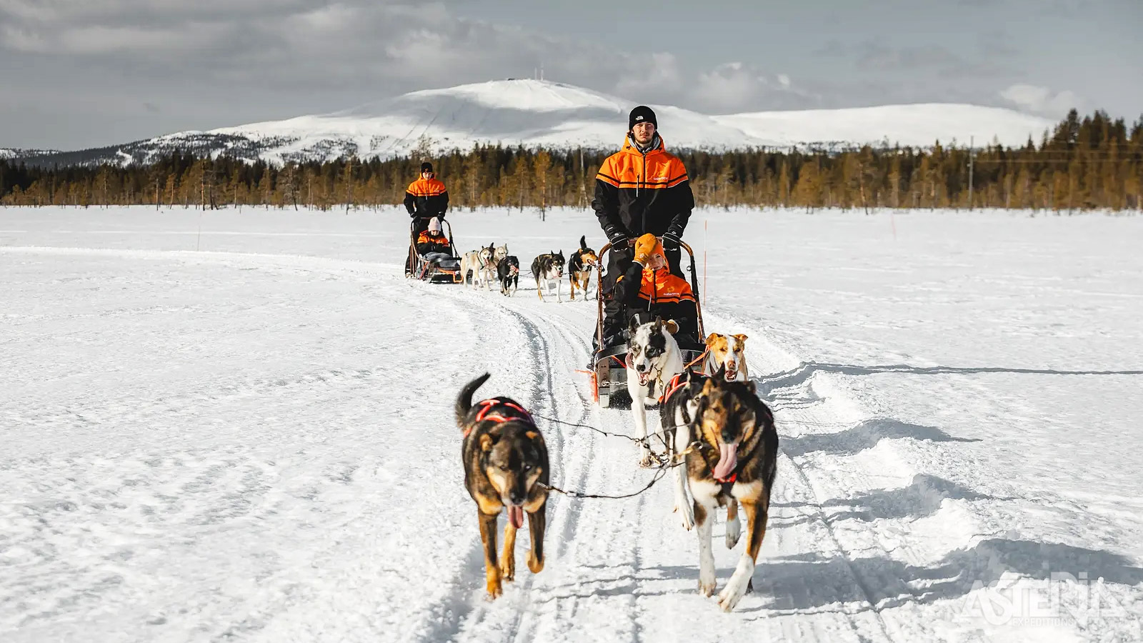 Beleef de charme van het Hoge Noorden tijdens een huskysafari