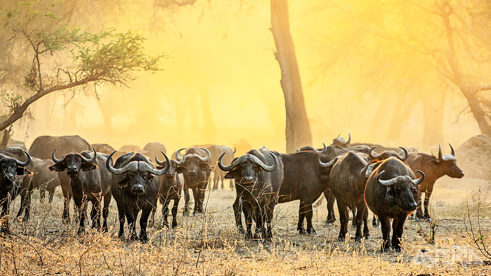 Het Lower Zambezi Park omvat ruim 4.000km² natuur, maar het meeste wild vind je in de vallei rond de rivier