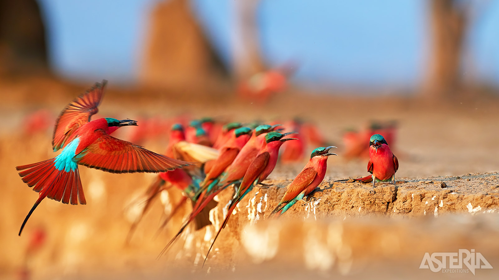 Met meer dan 750 vogelsoorten is Zambia een perfect bestemming voor vogelaars en natuurfotografen