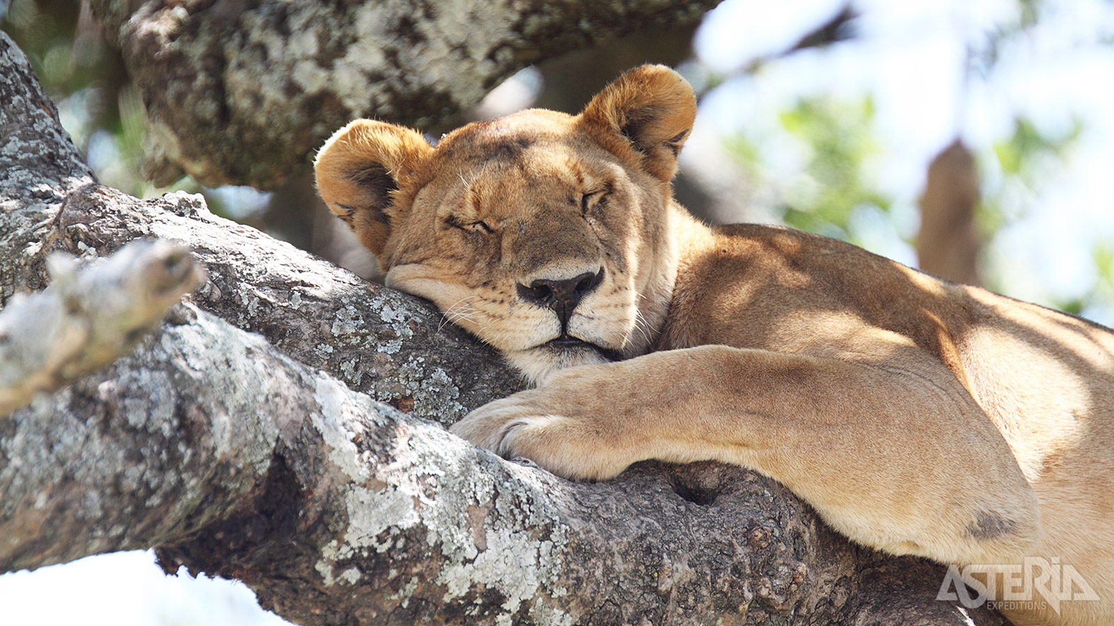 Het wereldberoemde Kruger Nationaal Park biedt een unieke wildervaring