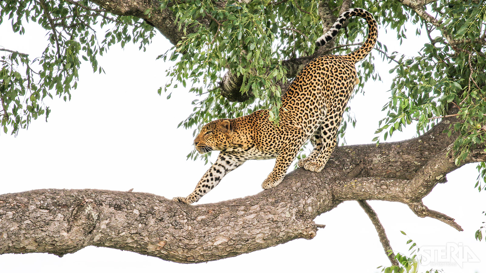 In het Sabi Sand wildpark vind je dezelfde grote aantallen dieren als in Kruger, en het is er minder druk