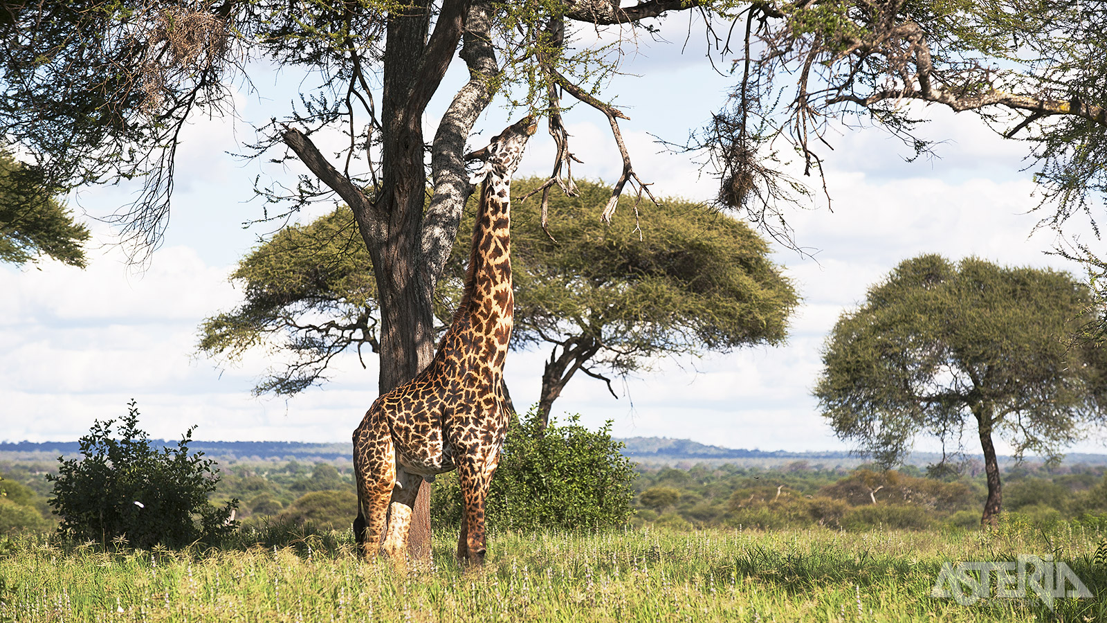 In Swaziland liggen drie wildparken waar je gamedrives kan maken: Mlilwane, Hlane en Mkhay