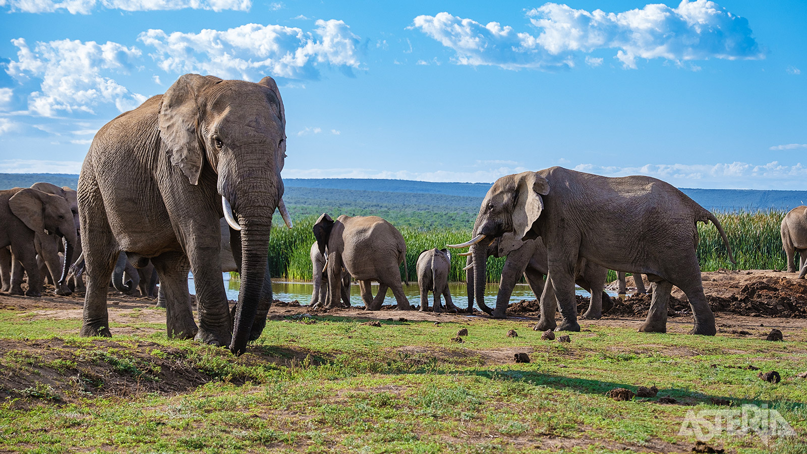 In het Addo Elephant Nationaal Park leven meer dan 600 olifanten samen met leeuwen, zwarte neushoorns, Kaapse buffels, zebra’s en diverse antilopen- en vogelsoorten