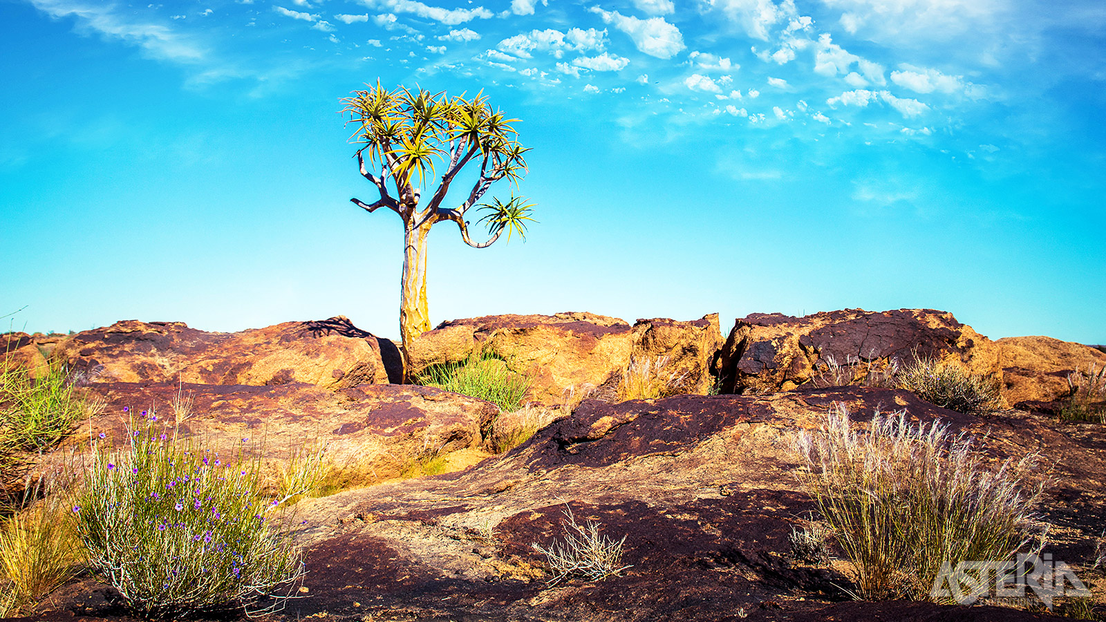 De Karoo is een droog gebied met eindeloze vlaktes en imponerende bergen dat bijna 1/3 van de totale oppervlakte van Zuid-Afrika beslaat