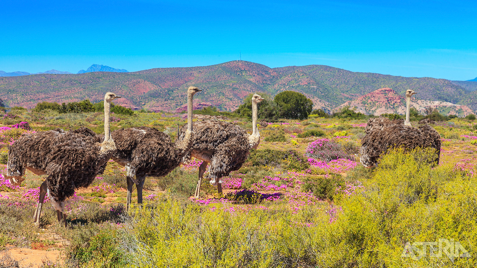 Oudtshoorn was in de 19de eeuw dé struisvogelhoofdstad van de wereld en floreerde door de handel in struisvogelvlees, -huid en -veren