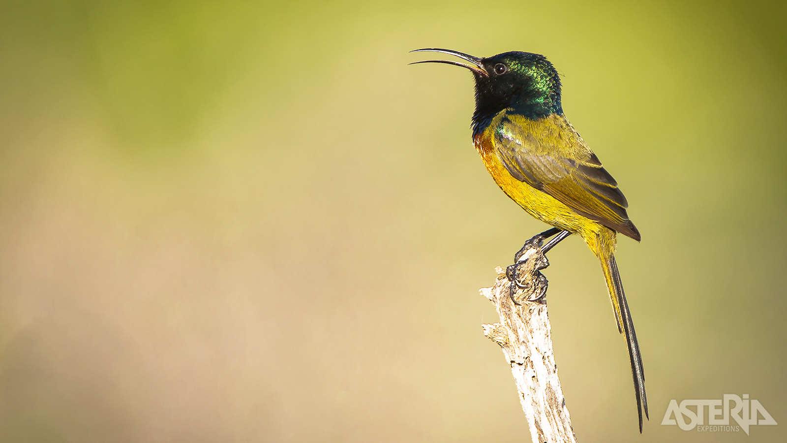 Diepe ravijnen, ongerepte groene wouden en een uitbundig vogelleven kenmerken het Tsitsikamma Nationaal Park