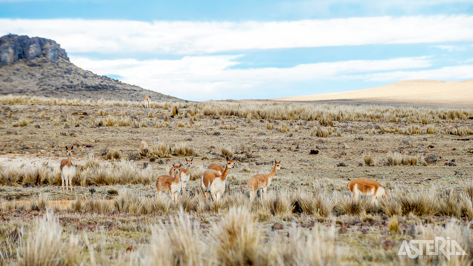 De gracieuze vicuña is één van de meest iconische bewoners van het Salinas y Aguada Blanca National Reservaat