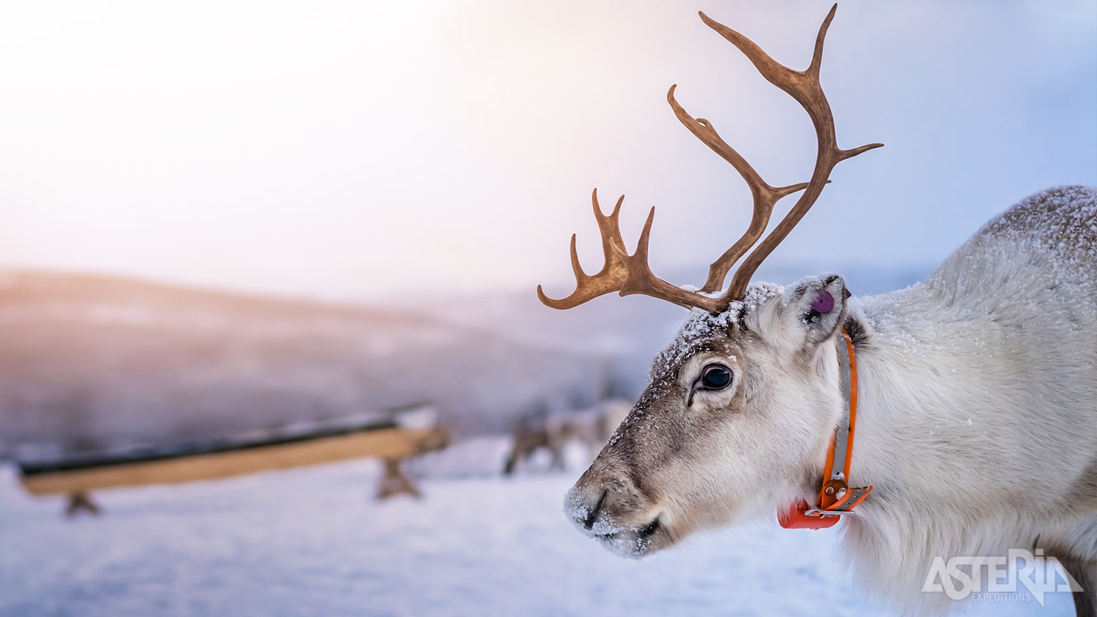 Bezoek een rendierboerderij en maak kennis met de bekendste inwoners van Lapland